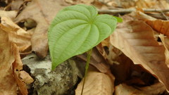 Dioscorea villosa