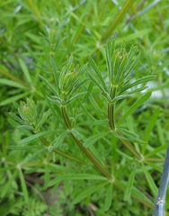 Galium