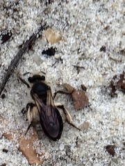 Andrena bradleyi