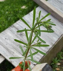 Galium