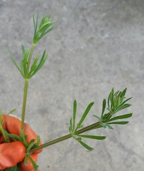 Galium