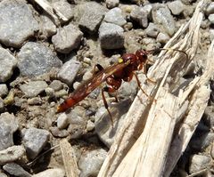 Ectopimorpha wilsoni