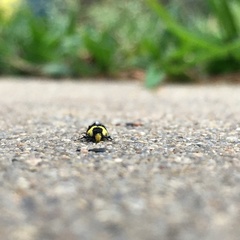 Rectiostoma xanthobasis