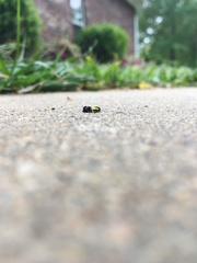 Rectiostoma xanthobasis