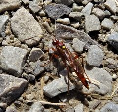 Ectopimorpha wilsoni