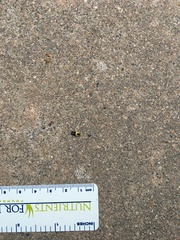 Rectiostoma xanthobasis