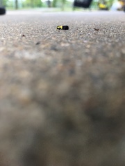 Rectiostoma xanthobasis