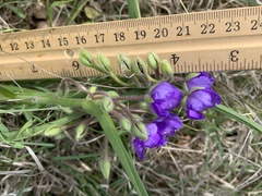 Tradescantia subacaulis