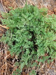 Chrysanthemum lavandulifolium