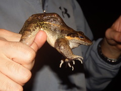 Leptodactylus insularum