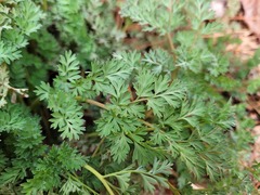 Chrysanthemum lavandulifolium