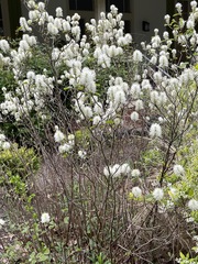 Fothergilla major