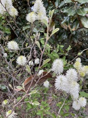Fothergilla major