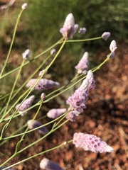Ptilotus calostachyus