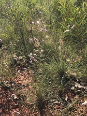 Ptilotus calostachyus