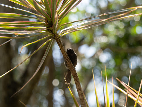 Grand Cayman Bullfinch (Melopyrrha taylori), photo 10