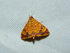 Portentomorpha xanthialis