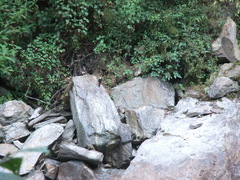 Phoenicurus leucocephalus