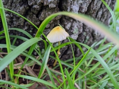 Leucocoprinus fragilissimus image