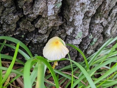 Leucocoprinus fragilissimus image