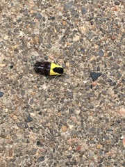 Rectiostoma xanthobasis