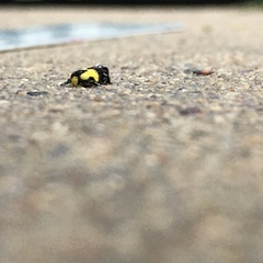 Rectiostoma xanthobasis