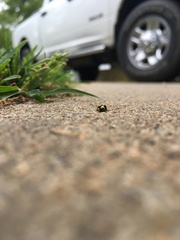 Rectiostoma xanthobasis