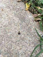 Rectiostoma xanthobasis