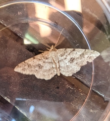 Melanolophia imitata