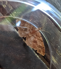 Melanolophia imitata