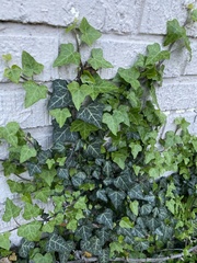 Hedera helix
