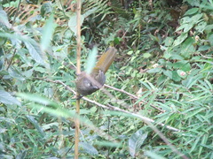 Trochalopteron subunicolor