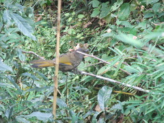 Trochalopteron subunicolor