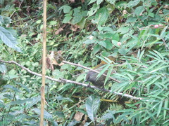 Trochalopteron subunicolor