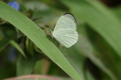 Leucidia elvina