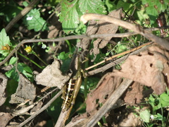 Peripolus