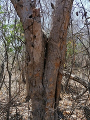 Maclura tinctoria