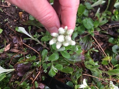 Antennaria virginica