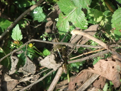 Peripolus