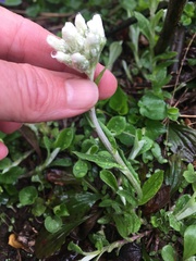 Antennaria virginica