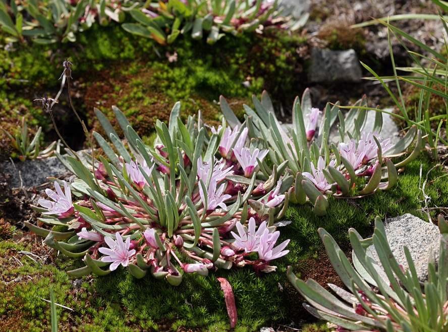 Lewisia longipetala