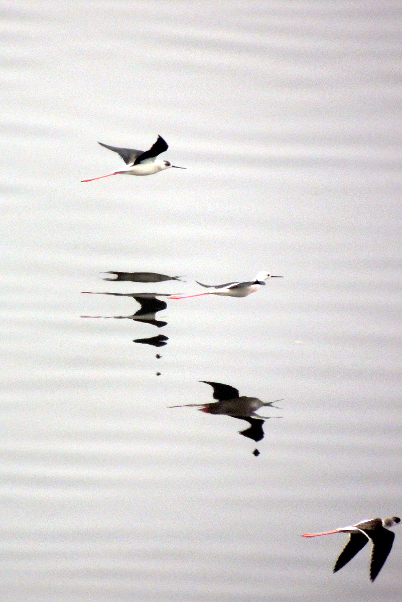 Black-winged Stilt