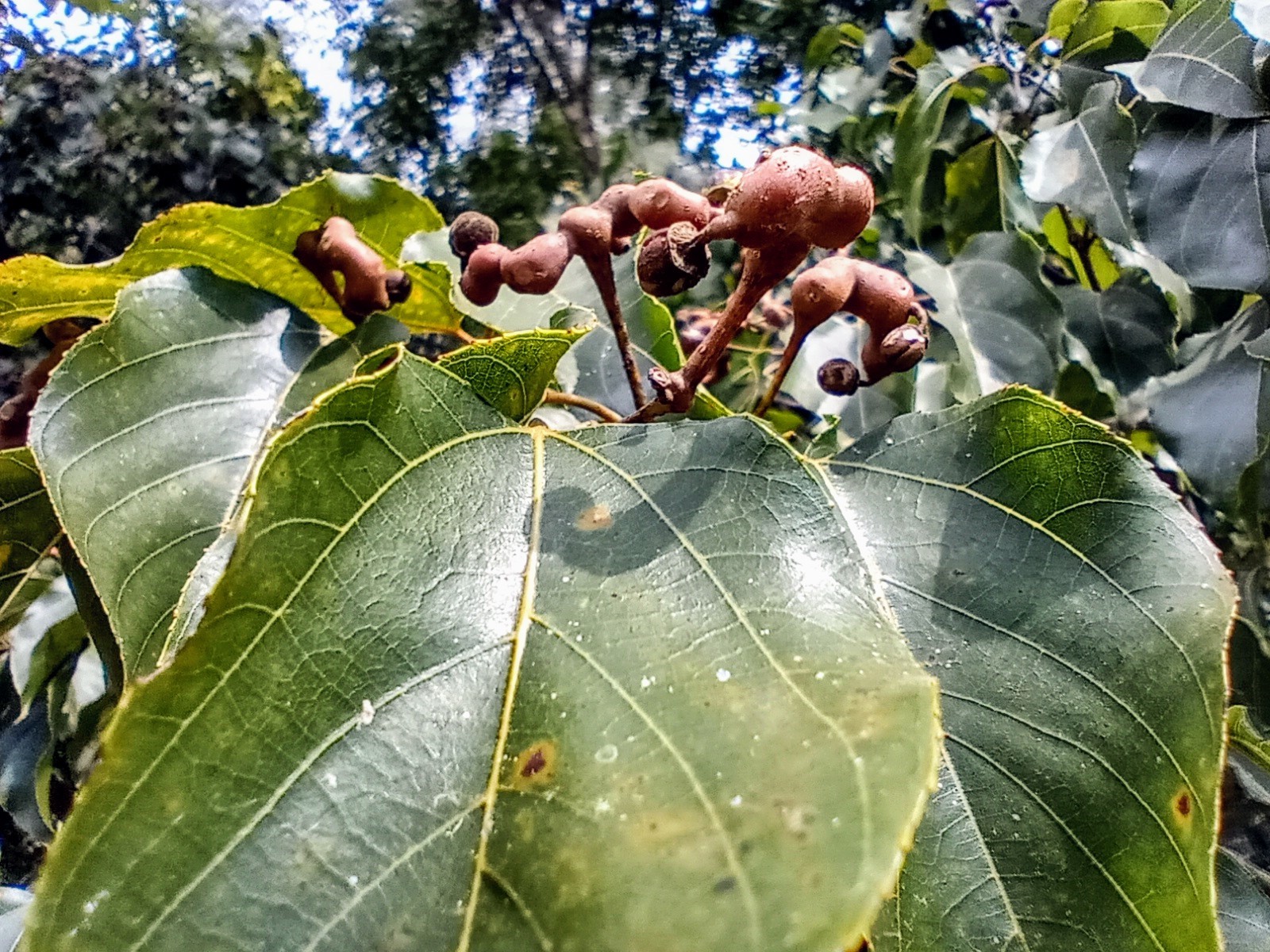 Hovenia dulcis