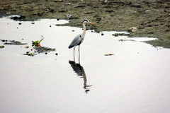 Ardea cinerea
