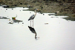 Ardea cinerea