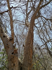 Maclura tinctoria