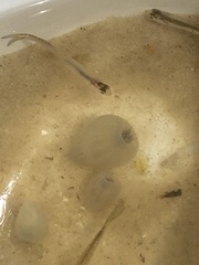 Paranthus rapiformis