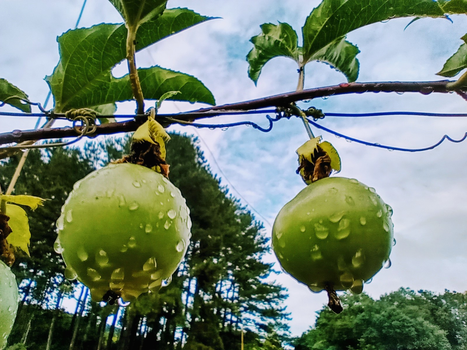 Passiflora edulis