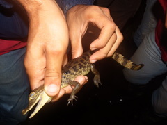 Caiman crocodilus fuscus