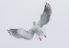 Larus schistisagus × glaucescens